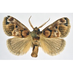 /filer/webapps/moths/media/images/D/discophora_Zinara_AM_NHMO.jpg