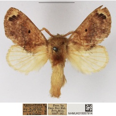 /filer/webapps/moths/media/images/C/congregarius_Diapalpus_AM_NHMUK_01.jpg