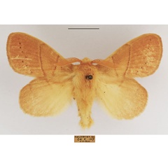 /filer/webapps/moths/media/images/M/media_Philotherma_AM_TMSA_01.jpg