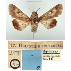/filer/webapps/moths/media/images/P/pulverosa_Heliothis_HT_BMNH.jpg