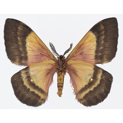 /filer/webapps/moths/media/images/F/fuelleborniana_Ubaena_AM_Basquinb.jpg