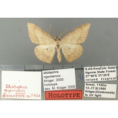 /filer/webapps/moths/media/images/N/ngomensis_Idiotephra_HT_TMSA.jpg