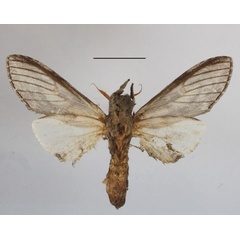/filer/webapps/moths/media/images/P/politzari_Afroplitis_AM_MGCLb_01.JPG
