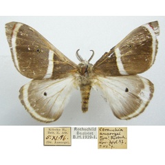 /filer/webapps/moths/media/images/A/ansorgei_Ceranchia_HT_NHMUKa.jpg