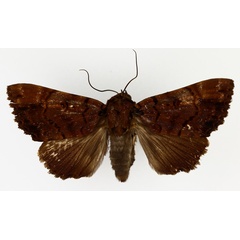 /filer/webapps/moths/media/images/M/melanis_Pseudoarcte_AM_TMSA_01.jpg