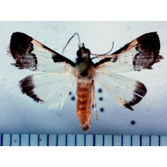 /filer/webapps/moths/media/images/J/jacobsalis_Autocharis_A_Poltavsky.jpg