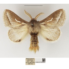 /filer/webapps/moths/media/images/M/marshalli_Sena_AM_NHMUK_02.jpg