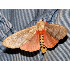 /filer/webapps/moths/media/images/M/metaxantha_Teracotona_A_Braun.jpg