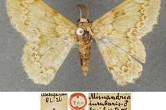 Mimandria insularis