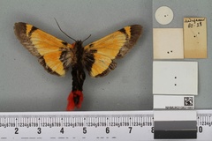 Epicausis lanigera