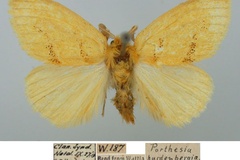 Euproctis hardenbergia