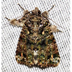 /filer/webapps/moths/media/images/L/latreillei_Callopistria_A_Braun_06.jpg