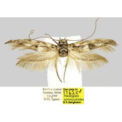 /filer/webapps/moths/media/images/S/symmocidoides_Paralogistis_HT_BMNH_wo5dSHJ.jpg
