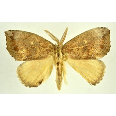 /filer/webapps/moths/media/images/O/ogovensis_Paratrotonotus_AM_NHMO.jpg