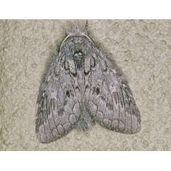 /filer/webapps/moths/media/images/B/basalis_Desmeocraera_A_Roland_01.jpg