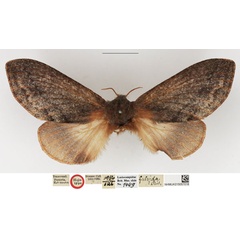 /filer/webapps/moths/media/images/F/fulvida_Caphara_HT_NHMUK.jpg