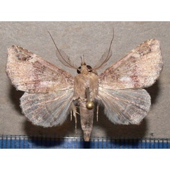 /filer/webapps/moths/media/images/P/pectinicornis_Euheterospila_AM_Goffa_02.JPG