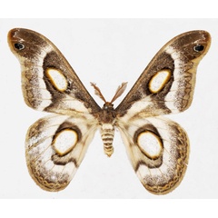 /filer/webapps/moths/media/images/M/mythimnia_Epiphora_AM_Basquin_01.jpg