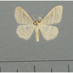 /filer/webapps/moths/media/images/C/consericeata_Idaea_AM_TMSA.jpg