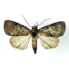 /filer/webapps/moths/media/images/A/atrirena_Maurilia_A_RMCA.jpg