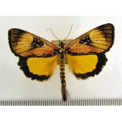 /filer/webapps/moths/media/images/C/caudaequina_Andrhippuris_A_HDOU_01.jpg