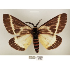 /filer/webapps/moths/media/images/P/picarina_Sabalia_AM_TMSA_02.jpg