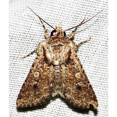 /filer/webapps/moths/media/images/C/caelebs_Mythimna_A_Braun_05.jpg