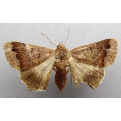 /filer/webapps/moths/media/images/M/mejanesi_Ophiusa_A_Baron.jpg