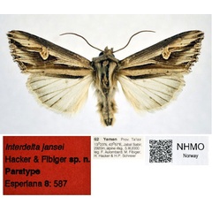 /filer/webapps/moths/media/images/J/jansei_Interdelta_PT_NHMO.jpg