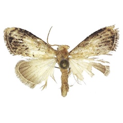 /filer/webapps/moths/media/images/M/mikongo_Bellanola_HT_ANHRT.jpg