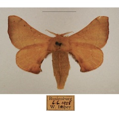 /filer/webapps/moths/media/images/I/ianthe_Racinoa_AF_TMSA_01.jpg