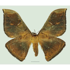 /filer/webapps/moths/media/images/O/obscuripennis_Dogoia_AF_Basquina.jpg