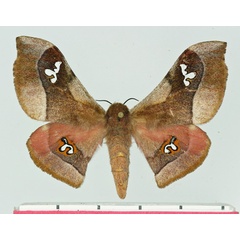 /filer/webapps/moths/media/images/A/agomensis_Holocerina_AF_Basquin.jpg