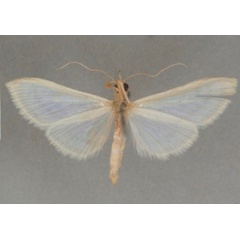 /filer/webapps/moths/media/images/S/sthenialis_Pyrausta_PT_OUMNHb_03.jpg