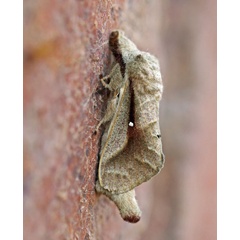 /filer/webapps/moths/media/images/N/nigrovittata_Bombycopsis_A_Voaden_02.jpg