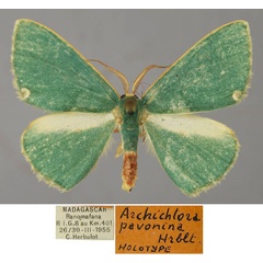 /filer/webapps/moths/media/images/P/pavonina_Archichlora_HT_ZSM_01.jpg