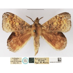 /filer/webapps/moths/media/images/D/dives_Leipoxais_STM_NHMUK.jpg