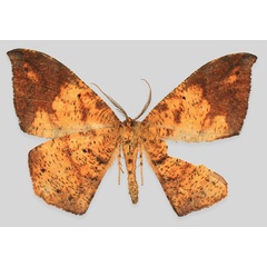 /filer/webapps/moths/media/images/S/sebastiani_Mesothisa_HT_ZSMb.jpg