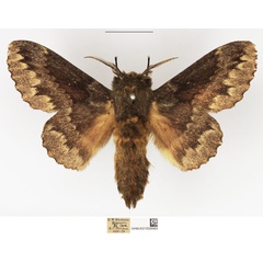 /filer/webapps/moths/media/images/O/obscura_Cymatopacha_AM_NHMUK.jpg