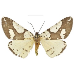 /filer/webapps/moths/media/images/B/barlowi_Nothabraxas_AF_NHMUK.jpg