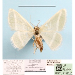 /filer/webapps/moths/media/images/A/albistrigata_Mixocera_A_MGCLa_01.jpg