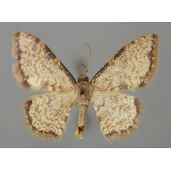 /filer/webapps/moths/media/images/S/sublimbaria_Idaea_A_ZSM_01.jpg