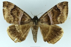 Achaea durfa