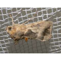 /filer/webapps/moths/media/images/P/phocea_Ctenoplusia_A_Goff_03.jpg