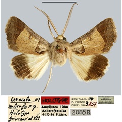 /filer/webapps/moths/media/images/S/subrufa_Cerocala_HT_MNHN.jpg