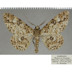 /filer/webapps/moths/media/images/L/lamella_Cleora_AM_ZSMa.jpg