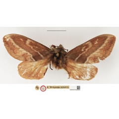 /filer/webapps/moths/media/images/B/bifascia_Megasoma_HT_NHMUK.jpg