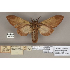 /filer/webapps/moths/media/images/P/postica_Gonometa_STF_OUMNH_02.jpg