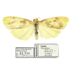 /filer/webapps/moths/media/images/N/nyika_Cyana_HT_MWM.jpg
