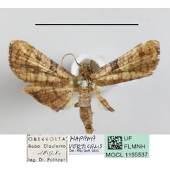 /filer/webapps/moths/media/images/V/verticalis_Hapana_A_MGCL_01.JPG